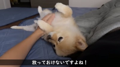 お腹をなでられるポメくん