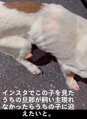 「うちで飼おう」