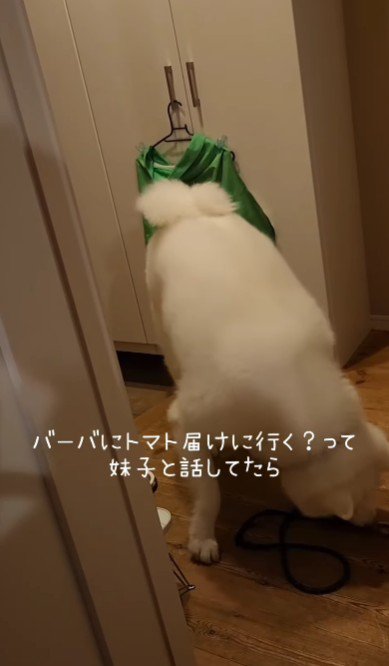 リードを咥えたラウールくん