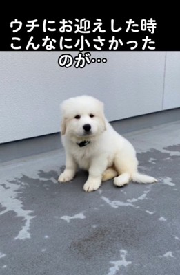 ハクくんの成長
