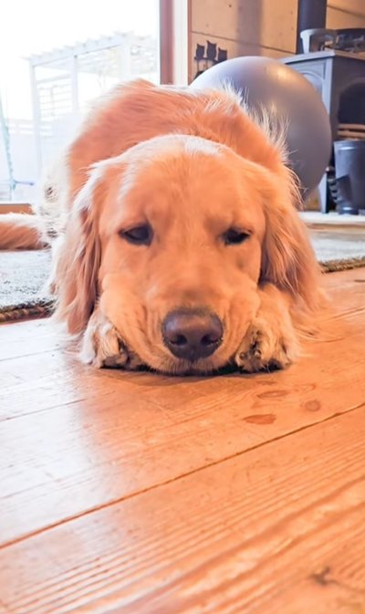 あご乗せポーズの大型犬