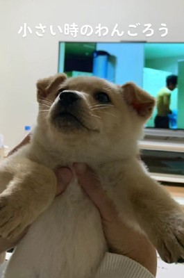 小さいときのわんごろうくん