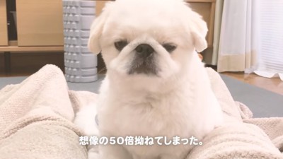 ものすごく拗ねたぷんちくん