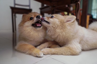 犬を舐めるポメラニアン