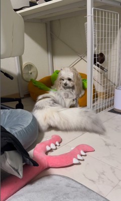 そあまるちゃんに甘える猫助ちゃん7