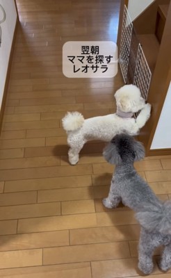 階段前にいる2匹