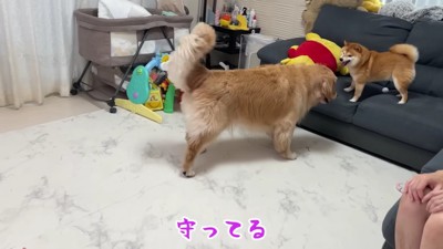 おからちゃんが助けてくれたよ♪