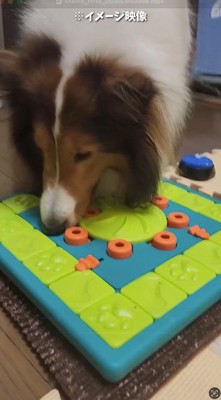 おもちゃの中に入ったドッグフードを探す犬