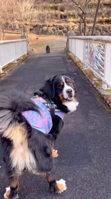 飼い主をふり返る犬