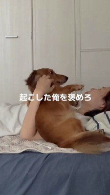 ベッドに横になっている飼い主に撫でられる犬
