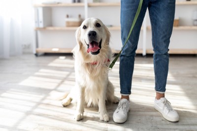 寝ている飼い主をまたぐ犬
