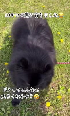 ポメラニアンってこんなだっけ…?