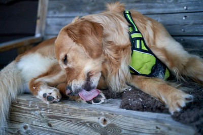 茶白の犬、上げている手首に包帯