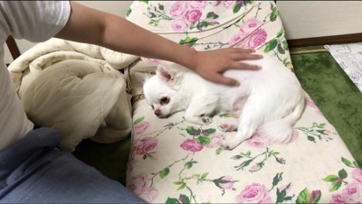 座椅子に寝転がる犬を撫でる男性