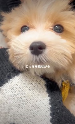 抱っこされる子犬