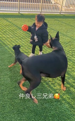 子供と遊ぶ犬たち