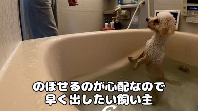 お湯の入った浴槽から飼い主を見上げる犬