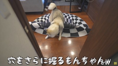 穴掘りを始めた！！