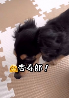 下を向きながら歩く犬