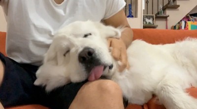 男性の膝の上で目を閉じる犬