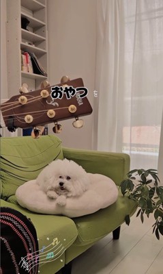 弾き語りを聴くメロンさん5