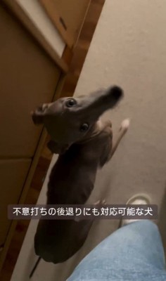 飼い主さんについて歩くプットくん7