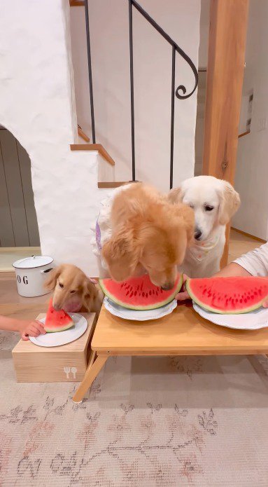 スイカに顔を寄せる茶色い犬