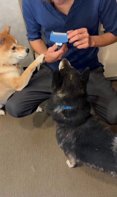 ぽんた君の変化5