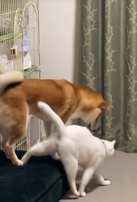 先回りしてソファから降りて…