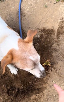 タケノコを指差す飼い主さん