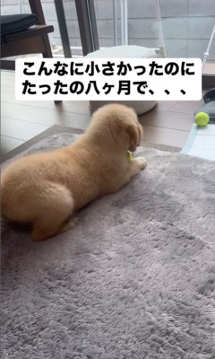 ビビちゃんの成長6
