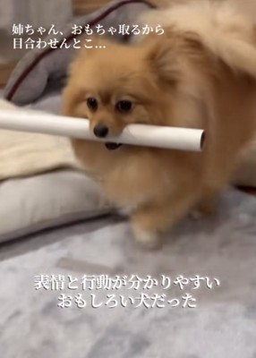 筒を咥えて歩くポメラニアン