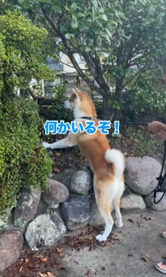 立ち上がる秋田犬