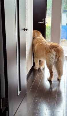ドアの隙間から顔を入れる犬