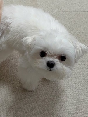 マルチーズの「ライス」くん