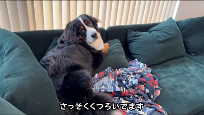 ソファに寝そべりながらカメラを見る犬