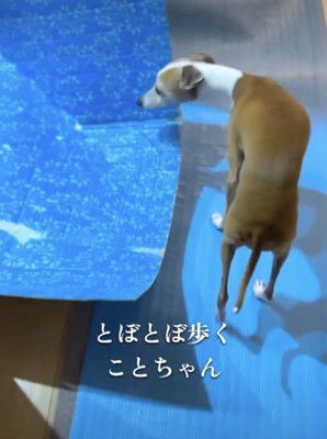 「おにーさん…どうして…」