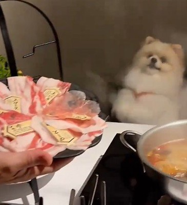 愛犬のポポちゃんが…