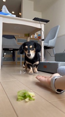 飼い主を横目で見ながら歩き始める犬