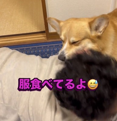 服に顔を押しつける犬