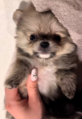 撫でられるテディ君