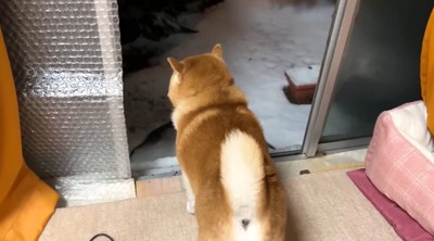 窓の外を見る犬