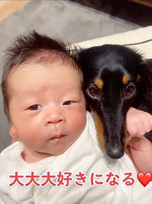 赤ちゃんと犬3