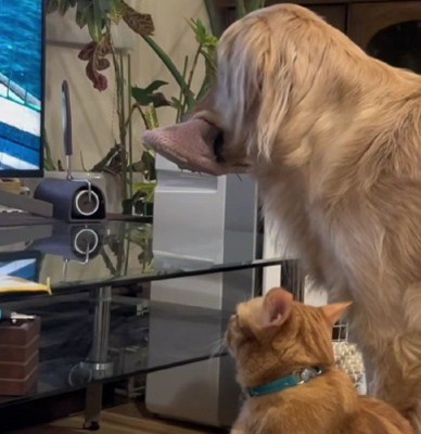 テレビも一緒に観るよ