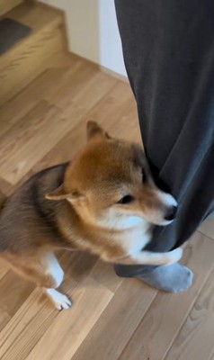 大好きなおじさんが来た時のはちちゃん7