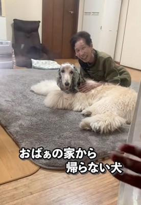 くつろぐおばあちゃんと大型犬