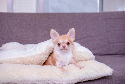 布団から顔を出す犬