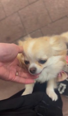 お迎えに来てくれたプティちゃん7