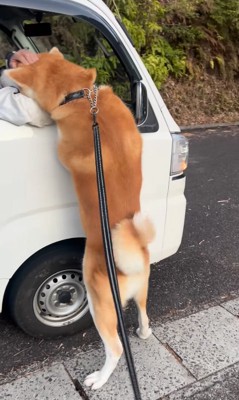 甘える秋田犬