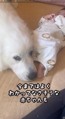赤ちゃんの隣に寝そべる犬